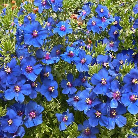 Amazon Blue Scarlet Pimpernel Anagallis Arvensis Monellii 100