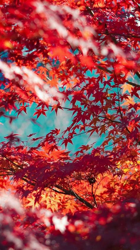 Maple Leaves Wallpapers Top Free Maple Leaves Backgrounds