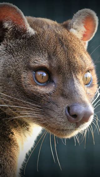 wallpaper  fossa pit section cats  resolution