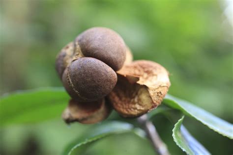 Sowing Camellia Seeds Requires Lots Of Patience Here S Steps If You