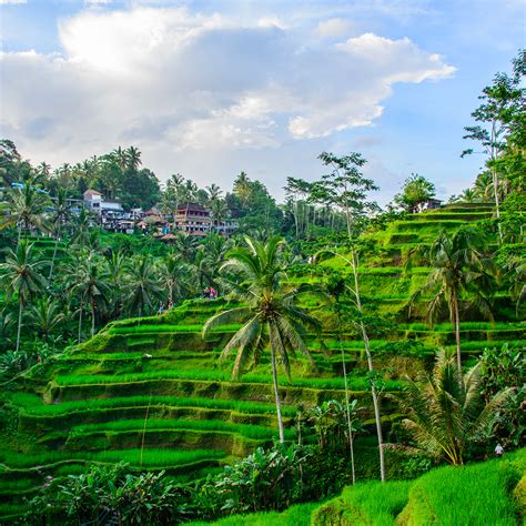 Tegalalang Rice Terrace Ceking Rice Field In Ubud Bali 52 Off