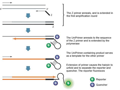 Introduction To Pcr Primer Probe Chemistries 2022 0 Hot Sex Picture