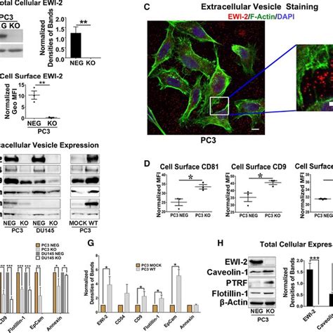 Ewi Regulates Mirna Expression Profile In The Exosomes From Prostate