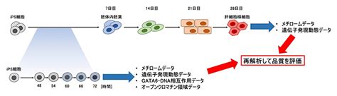 肝細胞分化の詳細なオミックスデータを公開 理化学研究所