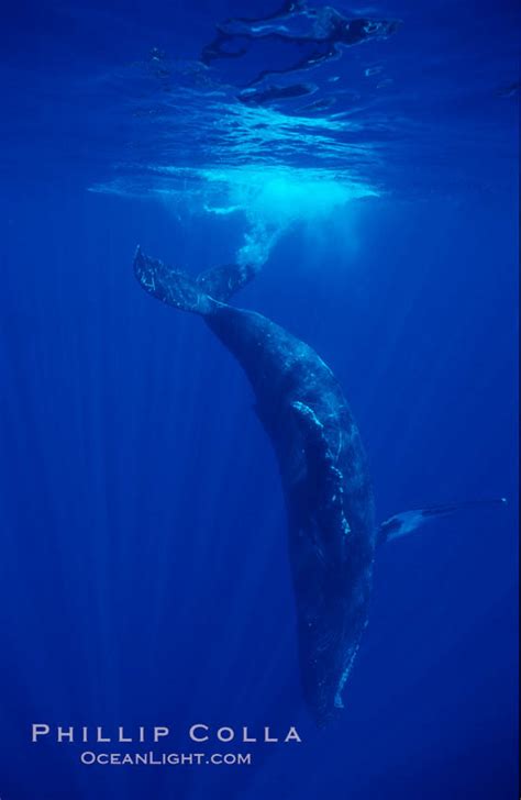 North Pacific Humpback Whale Head Standing Near Surface Megaptera