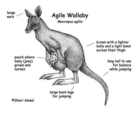 Wallaby (Agile)