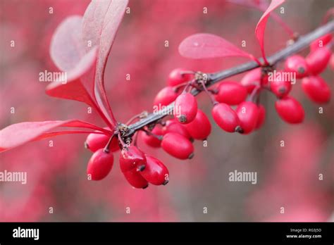 Berberis Thunbergii Atropurpurea Hi Res Stock Photography And Images