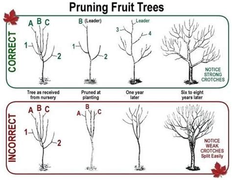 Diagram Types Of Pruning Pear Tree Planting Guide – Plant