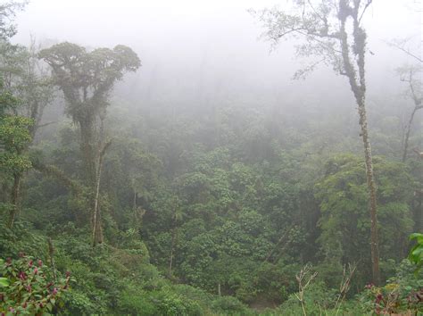 Cloud forest birding in Costa Rica: birds in the mist – Costa Rica