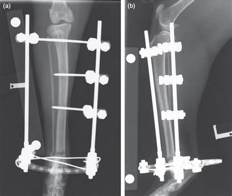 Figure From Management Of Feline Distal Tibial Fractures Using A