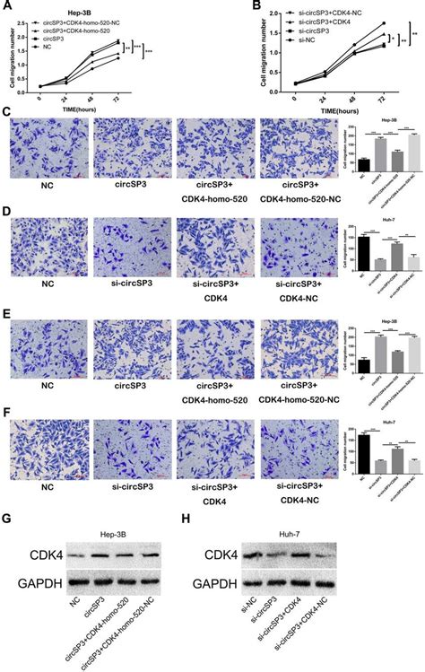 Circsp Promotes Hcc Cell Proliferation Migration And Invasion By