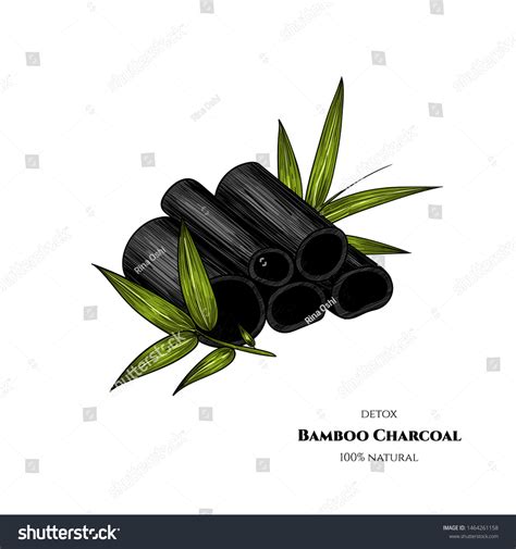 Vector Bamboo Charcoal Hand Drawn Vintage Stock Vector Royalty Free