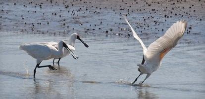 The White Heron Sanctuary Tours In New Zealand Rove Me