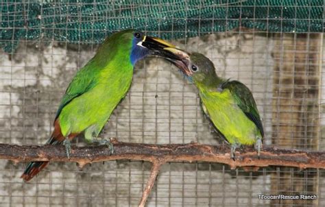 Breeding Program – Toucan Rescue Ranch