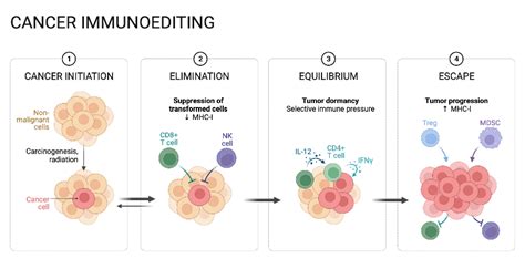 Cancer Immunoediting BioRender Science Templates