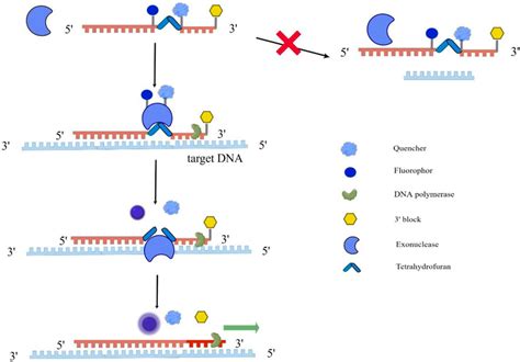 Frontiers Advances In The Application Of Recombinase Aided