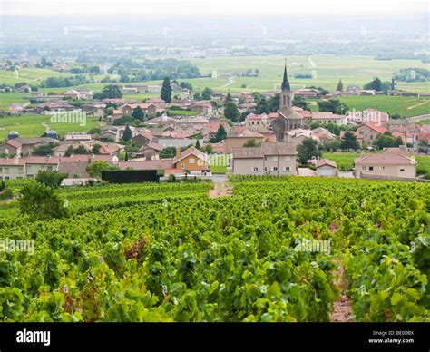 France Vineyard Hi Res Stock Photography And Images Alamy