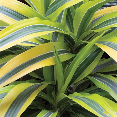 Dracaena Deremensis Lemon Lime 13cm Tropical Plants UK