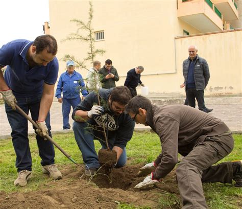 Torregrotta Torna L Iniziativa Alberi Per Il Futuro 2018