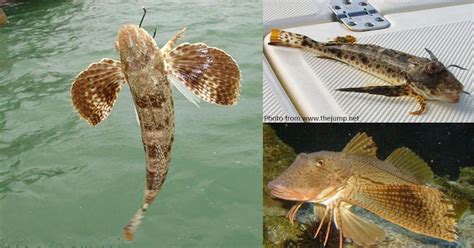 From Reefs To Rivers Floridas Fisheries Science Blog What The Heck