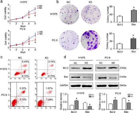 Knocking Down Rab Promoted Nsclc Cells Proliferation Colony