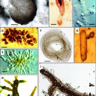 (PDF) Cyanobacteria evolution: Insight from the fossil record