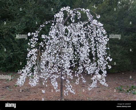 Dwarf Cherry Blossom Tree