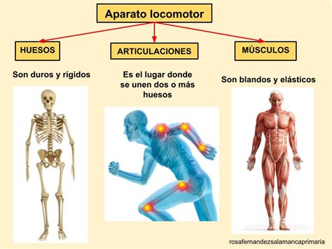 El Aparato Locomotor Ciencias Naturales En San Cucao