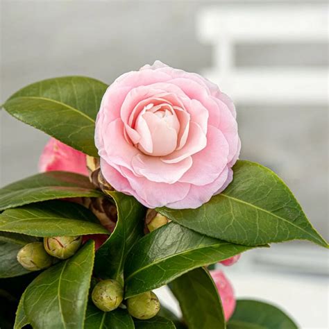 Camellia Japonica Nuccio S Cameo 1 5L Cowell S Garden Centre