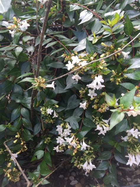 Glossy Abelia Vinland Valley Nursery