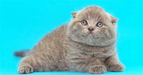 The Scottish Fold Munchkin Cat: What You Need to Know