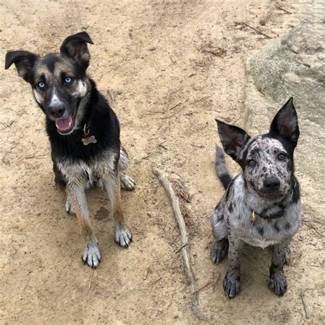 How Do You Introduce A New Puppy To Your Older Dog