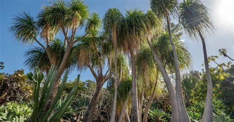 Jardin Botanique Mascarin Jardin Botanique Masca Geo Fr