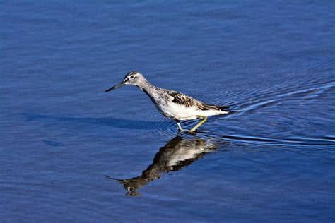 Greenshank Montrose Basin Species Database