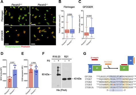 PACSIN2 regulates platelet integrin β1 hemostatic function Journal of