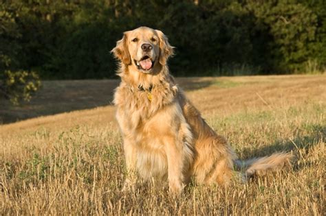 Cani Da Riporto E Caccia Le Migliori Razze E Consigli