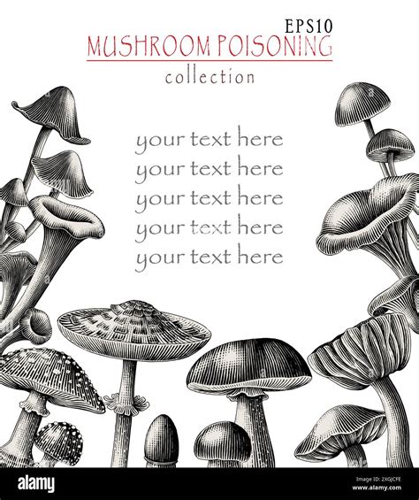 Antique Engraving Illustration Of Mushroom Poisoning Collection Hand