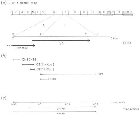 EHV BamHI Map Showing The Positions Of The GB And ICP 18 50RFs Within