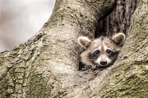 Premium Photo Isolated Cute Raccoon In A Tree Hole