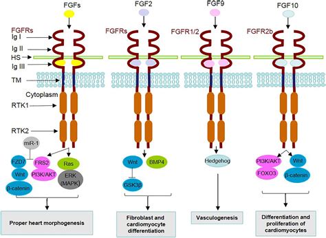 Frontiers The Multifunctional Contribution Of Fgf Signaling To