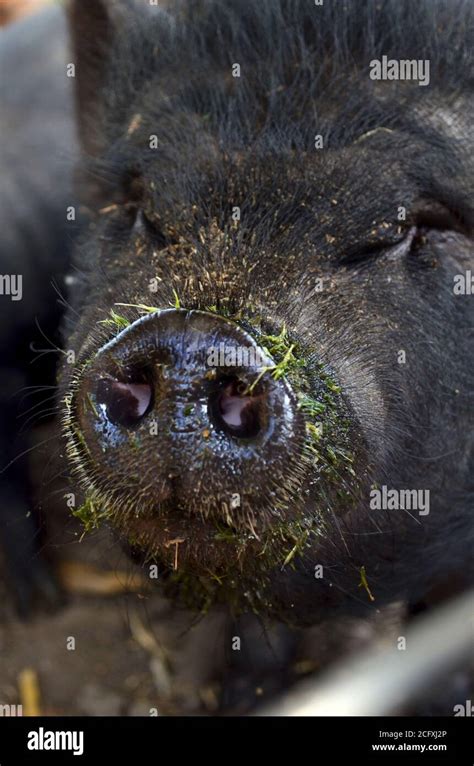 Black Vietnamese Potbelly Pig On A Farm Stock Photo Alamy