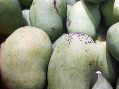 page  mango display stock  images  backgrounds