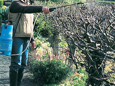 Le traitement des arbres fruitiers variété par variété