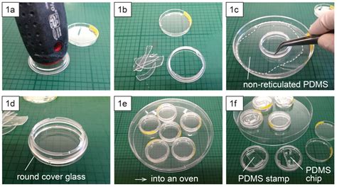 Rapid And Easy Fabrication Of Glass Bottom Culture Dishes For Long Term