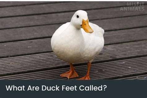 What Are Duck Feet Called Ducks Webbed Feet