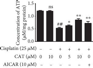 Cat Activated Ampk And Alleviated Cisplatin Induced Mitochondrial