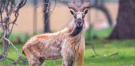 Markhor population rises in Pakistan