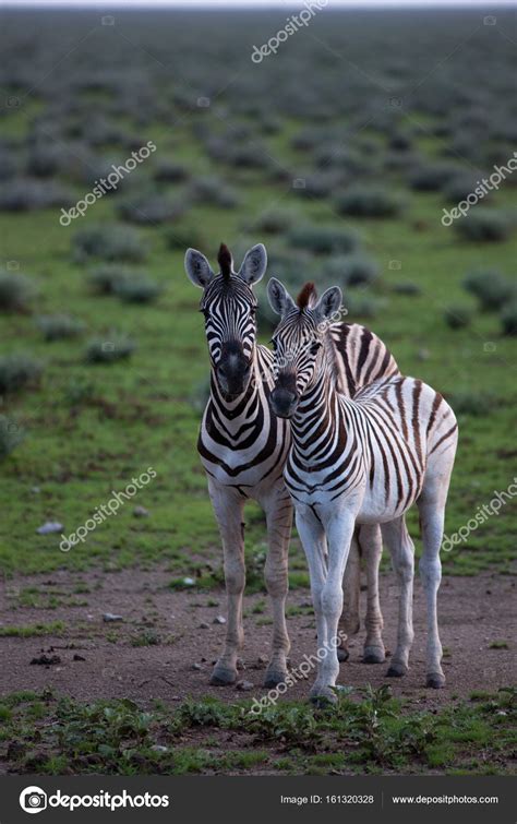 Zebras in natural habitat — Stock Photo © Gi0572 #161320328