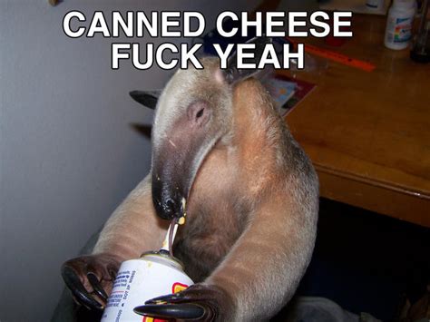 [Image - 382430] | I'm an Anteater!!! | Know Your Meme