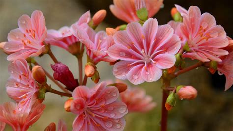 Gardening Expert Reveals Best Flowers To Grow In Cracks In Stone Walls Gardeningetc